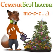Cannabis magok, azok tulajdonságait és fajok (species) Cannabis mag, azok tulajdonságait és variánsai