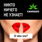 Cannabis magok, azok tulajdonságait és fajok (Cannabis) Cannabis mag, azok tulajdonságait és variánsai