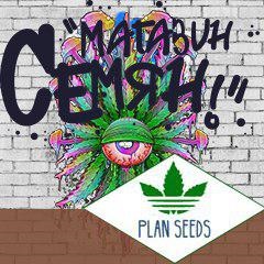 Cannabis mag, azok tulajdonságait és fajták (mag) Cannabis mag, azok tulajdonságait és variánsai