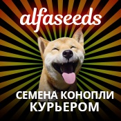 Cannabis magok, azok tulajdonságait és fajok (Cannabis) Cannabis mag, azok tulajdonságait és variánsai