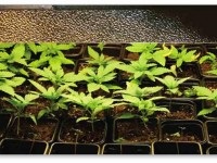 Cannabis mag, azok tulajdonságait és változatai (tulajdonságok) Cannabis mag, azok tulajdonságait és variánsai
