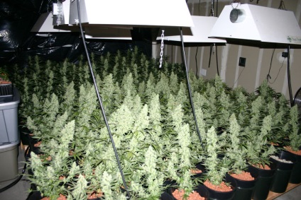 Cannabis magok, azok tulajdonságait és fajok (Cannabis) Cannabis mag, azok tulajdonságait és variánsai