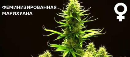 Cannabis mag, azok tulajdonságait és változatai (tulajdonságok) Cannabis mag, azok tulajdonságait és variánsai
