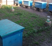 Család - szóló dolgozó méh és módon kijavítani azokat a gyakorlati méhészeti