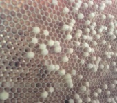 Család - szóló dolgozó méh és módon kijavítani azokat a gyakorlati méhészeti