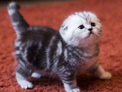 Scottish fold jellegűek, gondoskodás, fotó, az ár - a macska show-