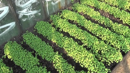 Zöldtrágya üvegházban ősszel és tavasszal vetés és a növény, ami a legjobb a polikarbonát és a vetés