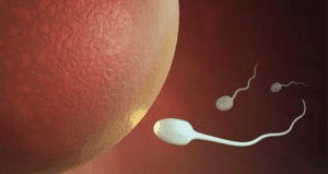 Hány spermiumokat aktív egy női test, hogy mennyire aktívak (hány spermium tevékenységük) Hány spermiumokat aktív egy női test, hogy mennyire aktívak