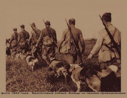 Kutyák és macskák Magyarországon is harcolt a nácik