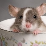 A tartalom dekoratív patkányok az otthoni