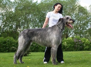 Tartalom wolfhound fajta leírás, gondoskodás, fotók a kutyák