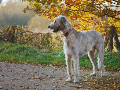 Tartalom wolfhound fajta leírás, gondoskodás, fotók a kutyák