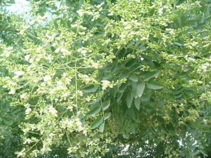 Sophora japonica-barát hajók valamennyi