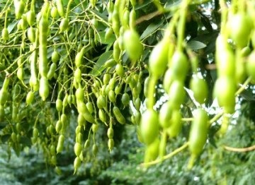 Sophora japonica infúziós útmutató alkalmazása (infúzió) Sophora japán Tinktúra alkalmazási utasításokat