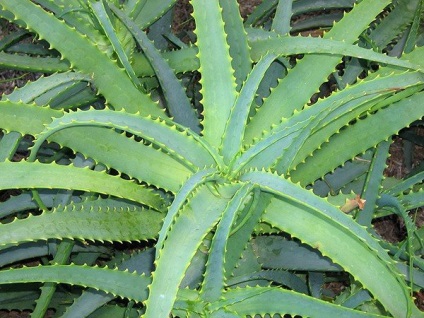 Aloe vera juice a haj véleménye, alkalmazások, maszkok receptek otthon