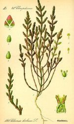 Salicornia Europaea - kezelések betakarított, tárolás (európai) Salicornia Europaea - kezelések betakarított, tárolás