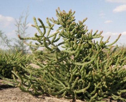 Salicornia Europaea - kezelések betakarított, tárolás