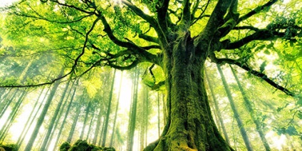 Álomértelmezés fa gyökerei, amelyre a fa gyökerei álom egy álom
