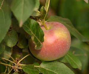 Grade oszlopos alma - valuta, telepítése és gondozása a kert fái