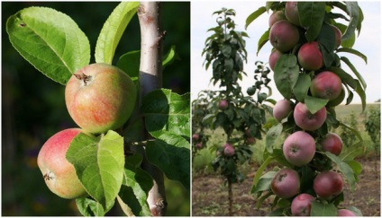 Grade oszlopos alma - valuta, telepítése és gondozása a kert fái