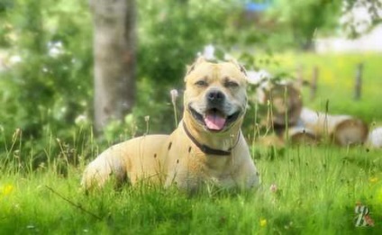 Staffordshire Terrier elemzi t - a világ egyetlen homok Parkurist