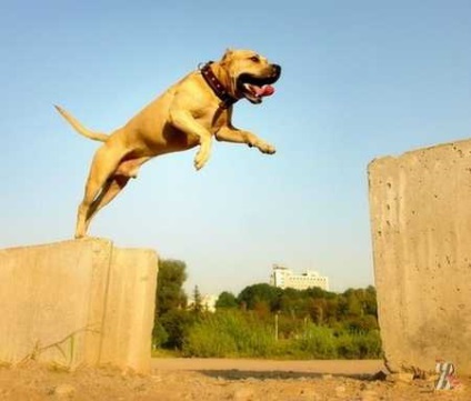 Staffordshire Terrier elemzi t - a világ egyetlen homok Parkurist