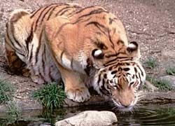 Tipikus élőhelyek és vadászat szibériai tigris - ragadozó erdő