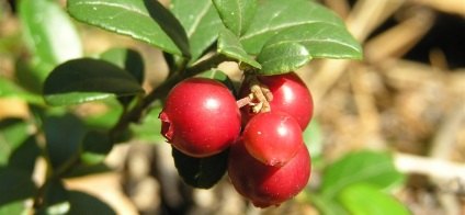 Bearberry hasznos tulajdonságokat és ellenjavallatok