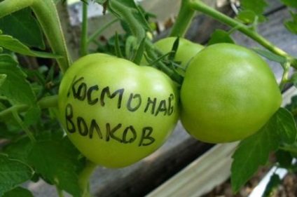 Paradicsom Cosmonaut Volkov értékelések (paradicsom) Paradicsom űrhajós Volkov vélemények