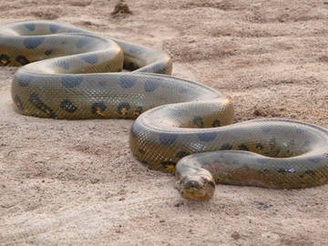 Top 10 legnagyobb kígyó a világon képek és videó