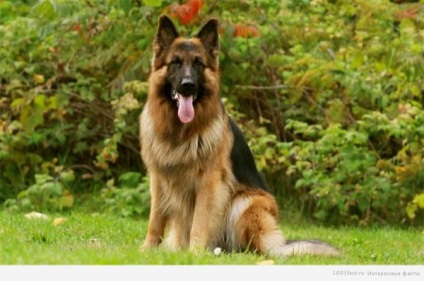 Top 9 legveszélyesebb kutyák a rendőrségi jelentések az Egyesült Államokban és Kanadában - a forrása a jó