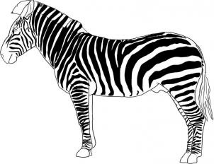Festés órák - hogyan kell felhívni lépésről lépésre zebra ceruza