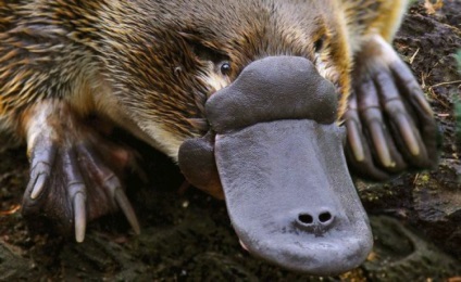 Kacsacsőrű emlős - a történelem, a tanulmány az élet fejlődésének és a táplálkozás