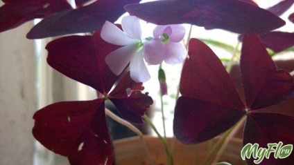Care oxalis növény termesztés, szaporítás és fotó növények sóska (tovább szia) Care oxalis növény, termesztés, szaporítás és fotó oxalis növények
