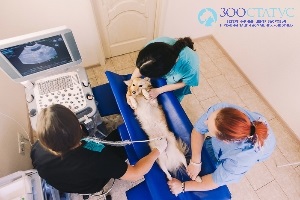 Uzi kutya hasüregébe Moszkva - alacsony árak Uzi belső szerveket a kutyák - veterinärklinik