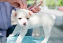 Vakcinák Kutyák és a kölykök