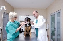 Vakcinák Kutyák és a kölykök