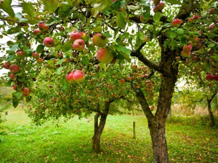 Tavasszal vagy ősszel, amikor jobb a növény egy almafa egy nyílt terepen női világ