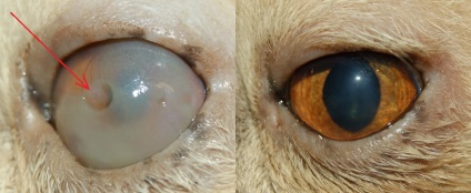 Vetklinike aranygyapjút - szaruhártya fekély (keratitis) a kutyák és macskák