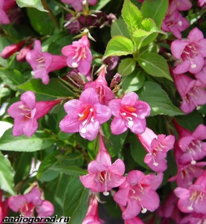 Weigela bokrok