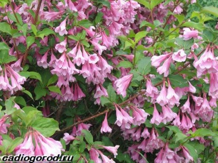 Weigela bokrok