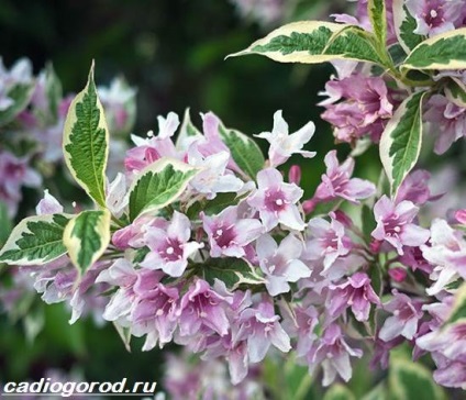 Weigela bokrok