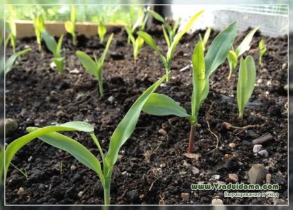 Növekvő kukorica agronómus tanácsokat ültetés és gondoskodó, a helyszínen a kertben, ház és a szobanövények