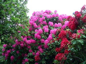 Növekvő Rhododendron kert Szibériában előkészítése, telepítése és karbantartása, fotó