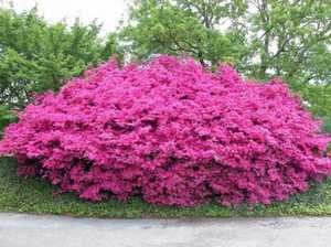 Növekvő Rhododendron kert Szibériában előkészítése, telepítése és karbantartása, fotó