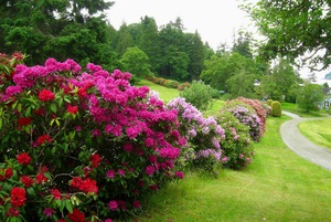 Növekvő Rhododendron kert Szibériában előkészítése, telepítése és karbantartása, fotó