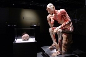 Kiállítás az emberi test