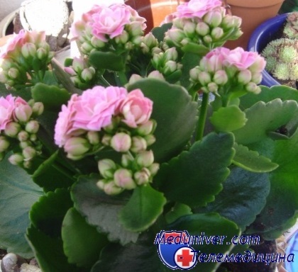 Wizard Kalanchoe