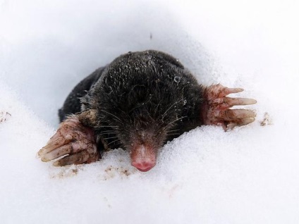 Van Mole téli hibernáció, aki fut, nem hibernálni
