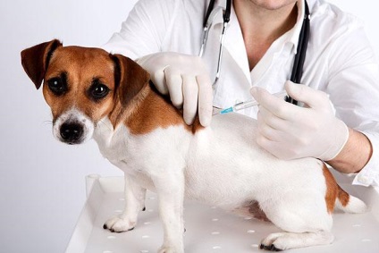 Minden, amit tudni akartál a védőoltások kutyáknak